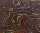 Tiger Iron Stromatolite Shower Tile - Billion Years Old #48803-1